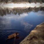 Dog down by the river