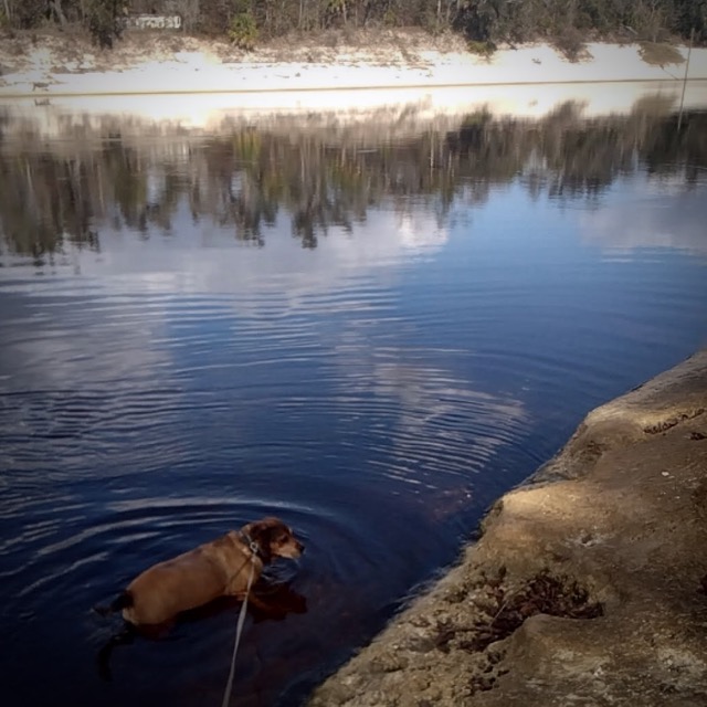 Dog down by the river