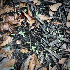 The clover seeds just starting to push through the soil